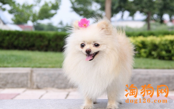 狗狗屁部摩擦着地面走，是怎么了？ 第1张