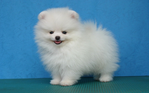 怎么才能养好一只博美犬? 第1张