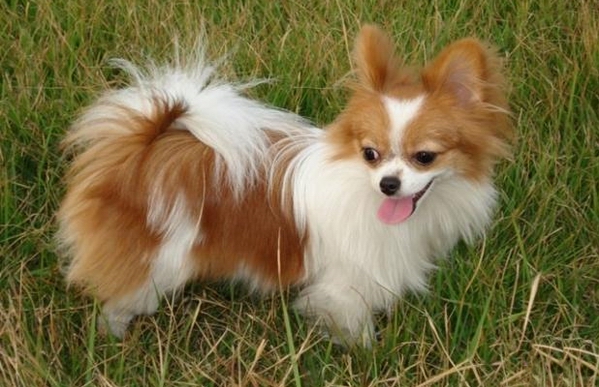 蝴蝶犬常见疾病,来了解一下? 第3张