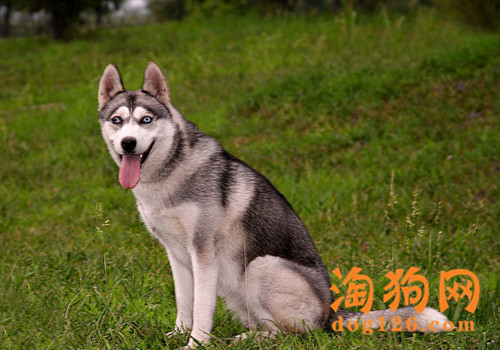 哈士奇洗澡有哪些注意事项？ 第1张