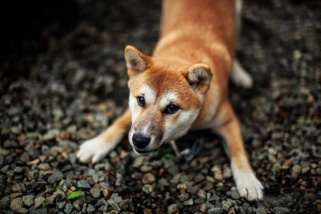 秋田犬的性格及喂养特点【图】 第2张