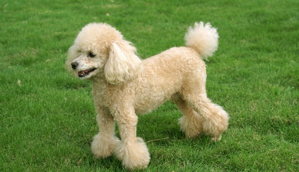 贵宾犬做美容护理时的注意事项【图】 第1张
