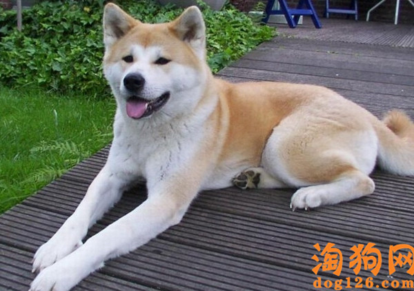 秋田犬有哪些性格特点 第1张