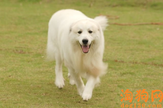 大白熊犬营养不良吃什么长肉