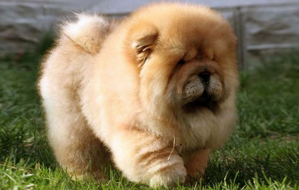 松狮犬日常美容护理? 第3张