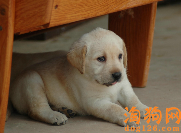 照顾新生幼犬要注意哪些问题 第2张