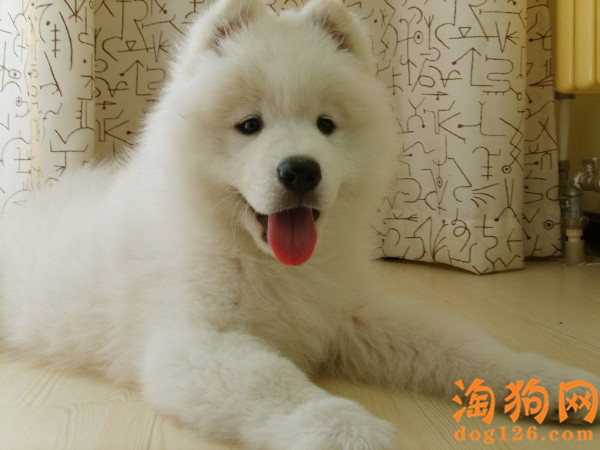 萨摩耶的生活习性是什么