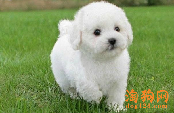 “缩短”比熊犬寿命的6大做法 第1张