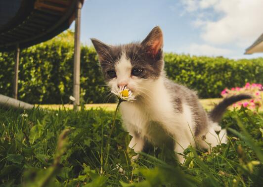 猫身上的蜱虫直接拿掉会怎样 第1张
