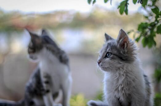 猫可以吃蛋挞吗