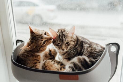 猫和狗的寿命 第1张