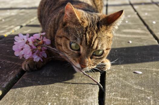 猫吐毛球要禁食么 第1张