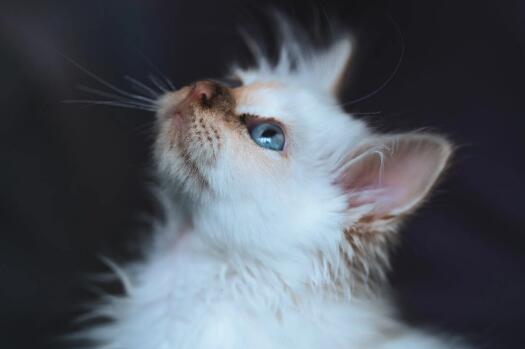 猫可以吃香肠吗 第1张