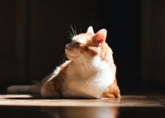 猫驱虫药中毒挺过多久没事 第1张