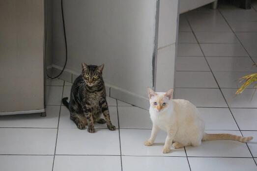 猫踩奶发出咕噜咕噜声音 第1张