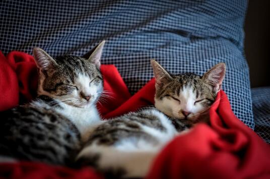 猫舔了杀虫剂口吐白沫 第1张