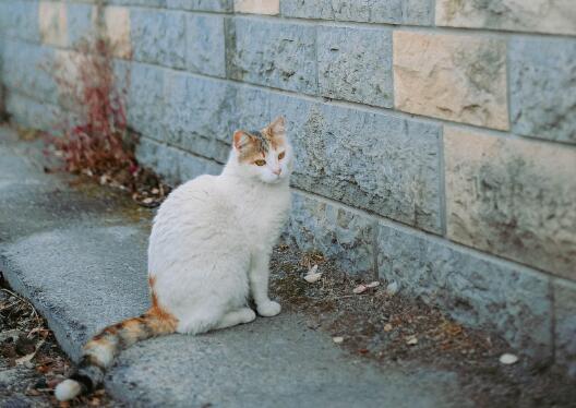 猫什么时候打疫苗 第1张