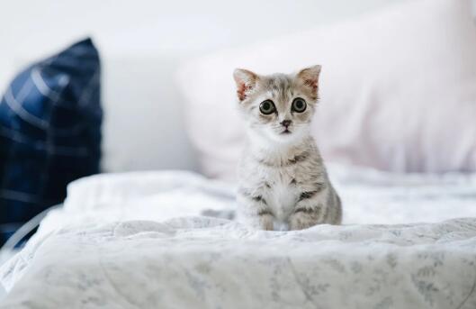 猫为什么老是叫个不停 第1张