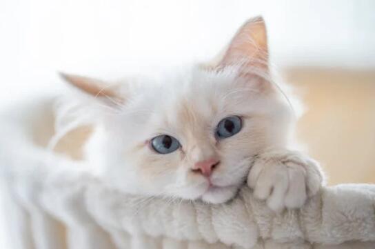 猫可以吃哈密瓜不 第1张