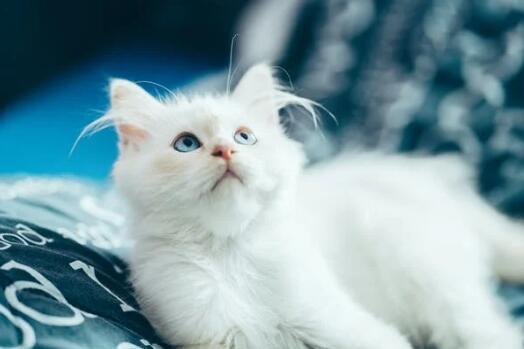 猫肚子有硬块吃喝正常不疼 第1张
