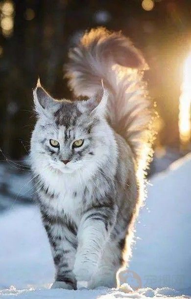 西伯利亚森林猫和缅因猫区别是什么? 第6张