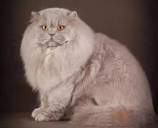 长毛猫品种 第6张