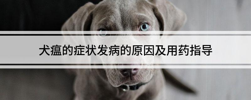 犬瘟的症状发病的原因及用药指导 第1张