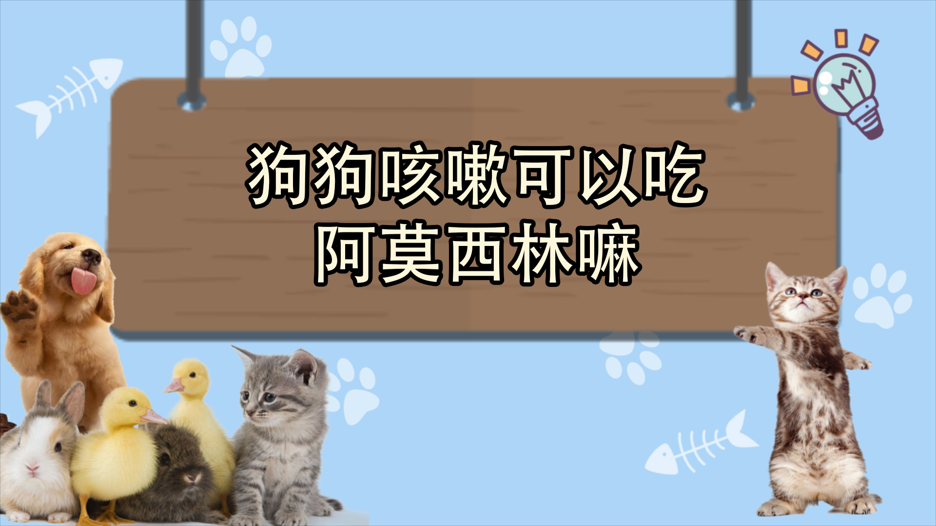 狗狗咳嗽可以吃阿莫西林嘛 第1张