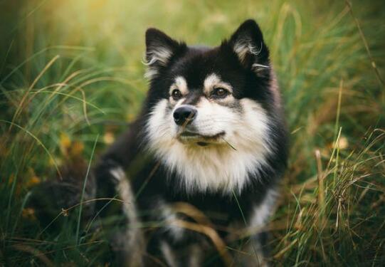 边境牧羊犬晚上叫怎么回事 第1张