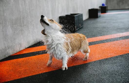 鹿犬千万别养 第1张