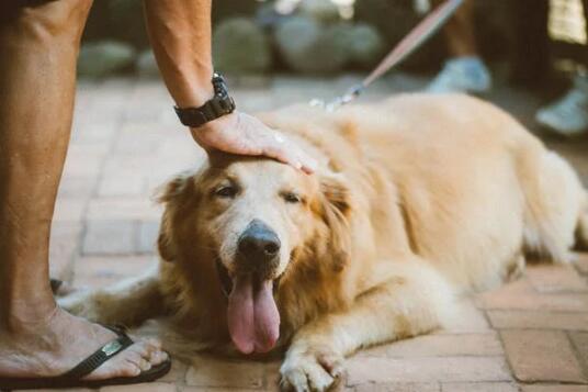 黑狼犬为什么不能当警犬 第1张