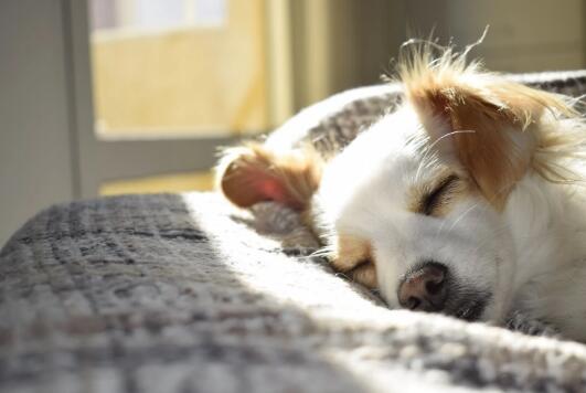 巴哥犬死前表现 第1张