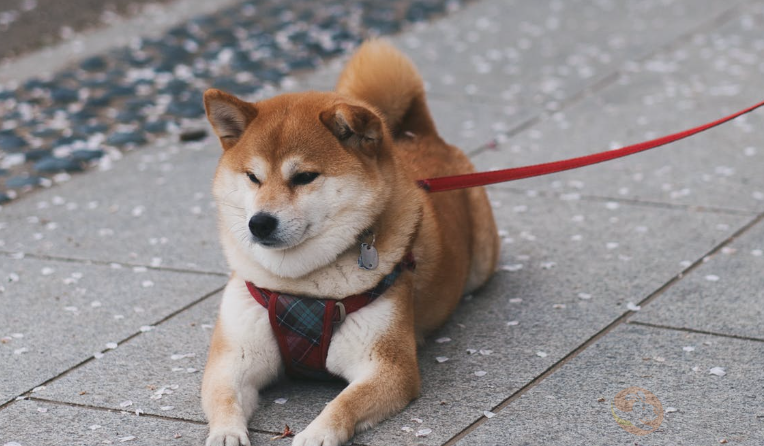 狗和犬是一种动物吗 第3张