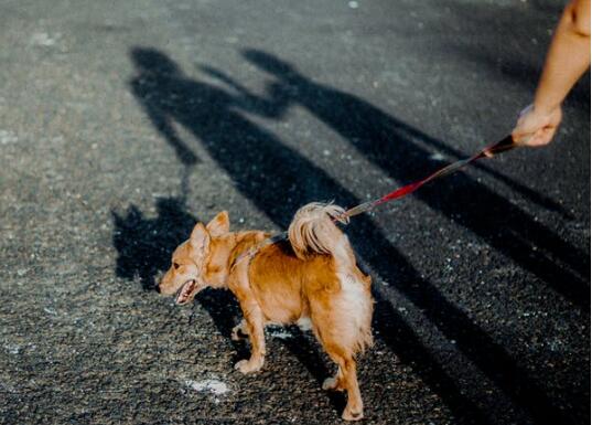 小狗犬瘟初期症状是什么症状 第1张