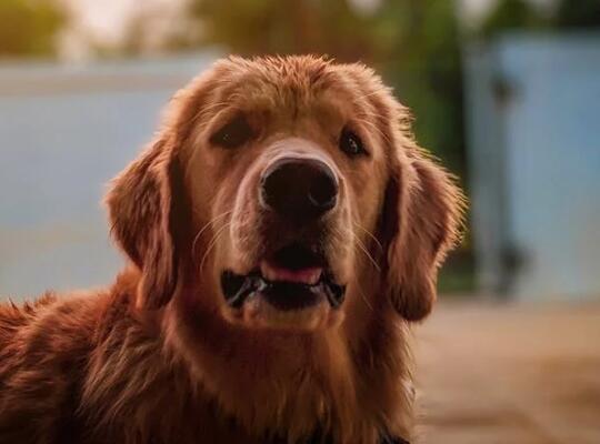 小鹿犬不能吃的五类食物 第1张