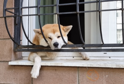 哪些狗一生只认一个主人 什么狗只认一个主人 第6张