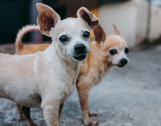斗牛犬怕冷吗 第1张