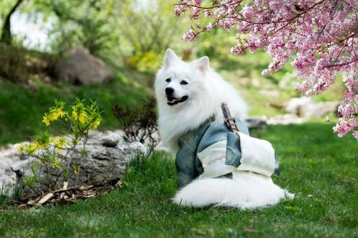 冬天可以不出门遛狗吗