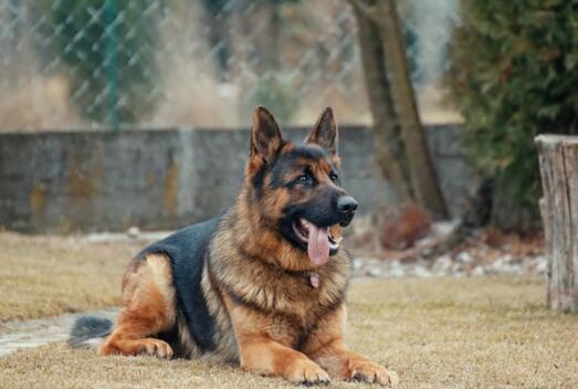 为什么没什么人养黑熊犬