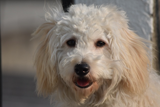松狮犬能长多大