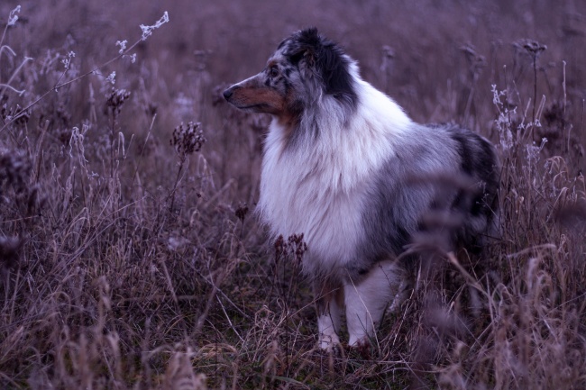 英斗犬