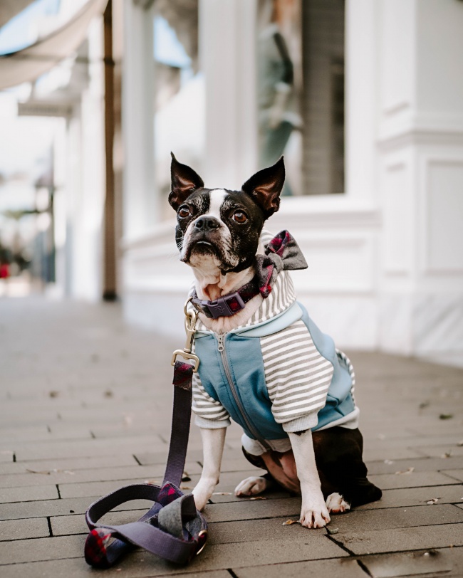 威玛猎犬