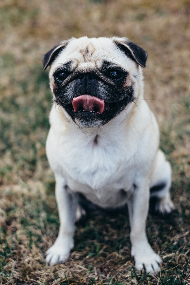 阿根廷杜高犬价格