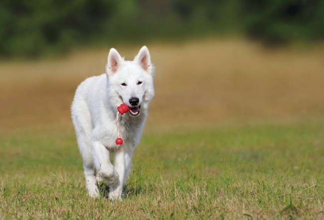 训犬教程