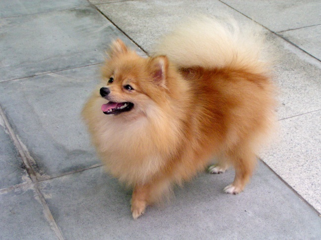 中亚犬
