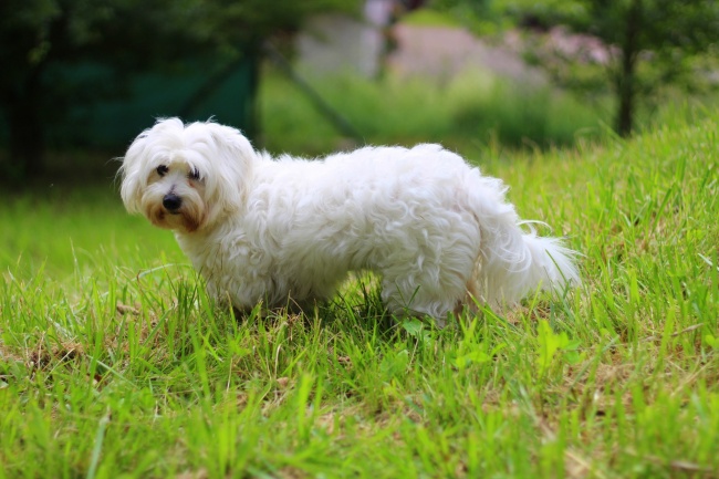 拉布拉多犬性格